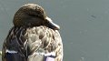 mallard3