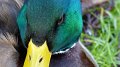 mallard5