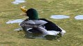 mallard6