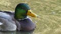 mallard7