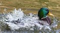 mallard8