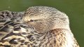 mallard9