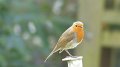robin1