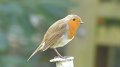 robin2