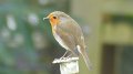 robin3
