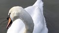 swan1