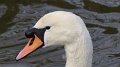 swan3