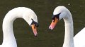 swan4