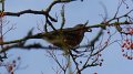 thrush