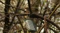 thrush1