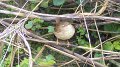 wren