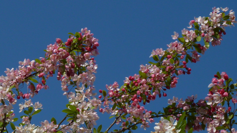 blossom.jpg