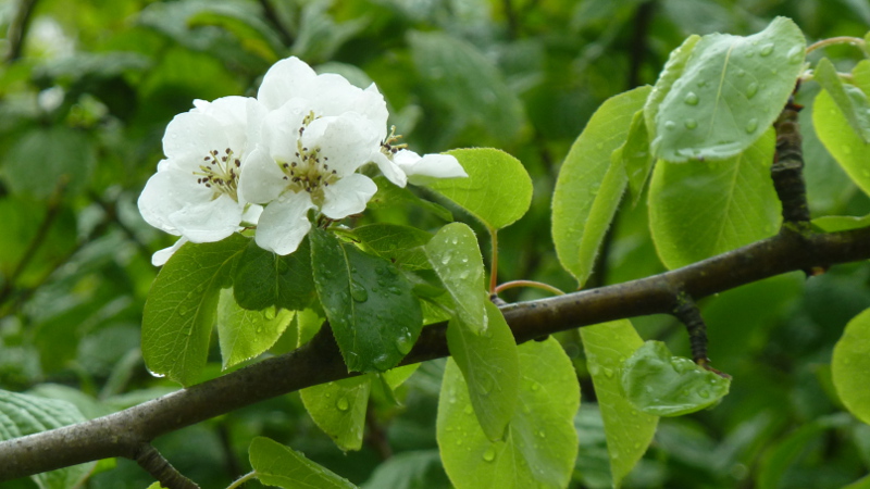 blossom2.JPG