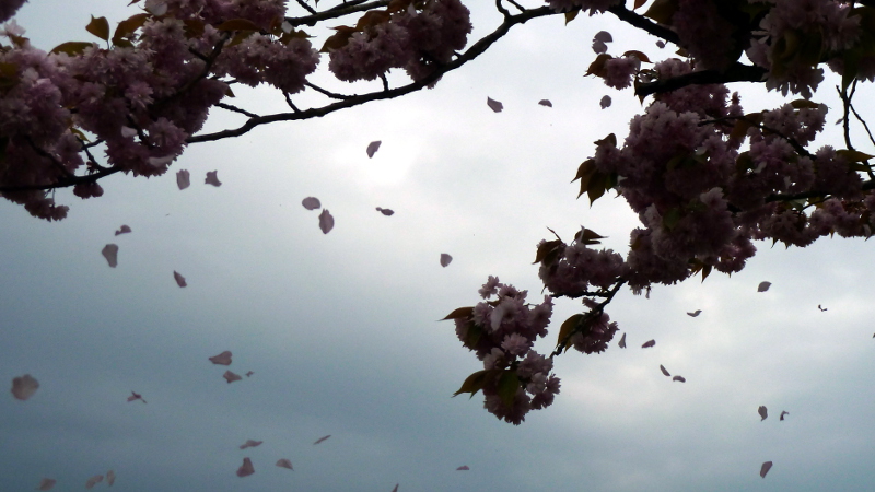 blossom3.JPG