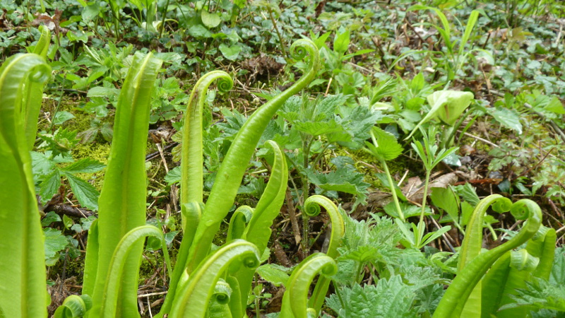 ferns.JPG