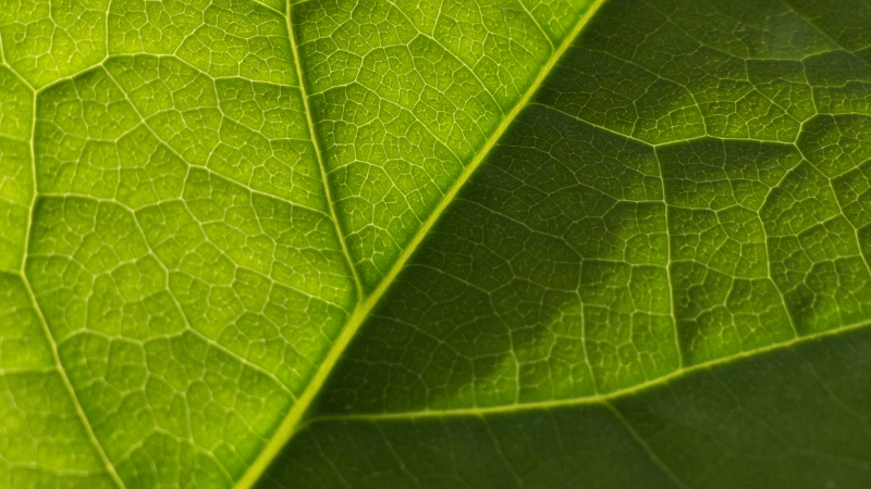 leaf.jpg