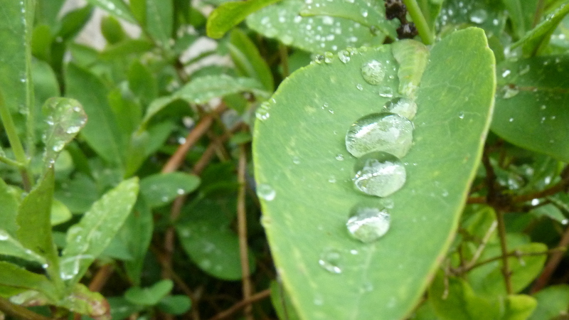 leafdrops.JPG