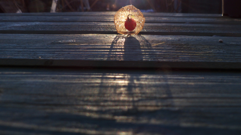 physalis1.jpg