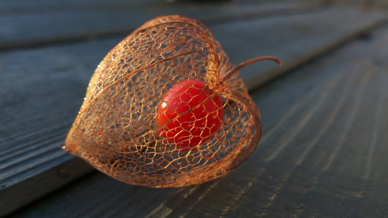 physalis2.jpg