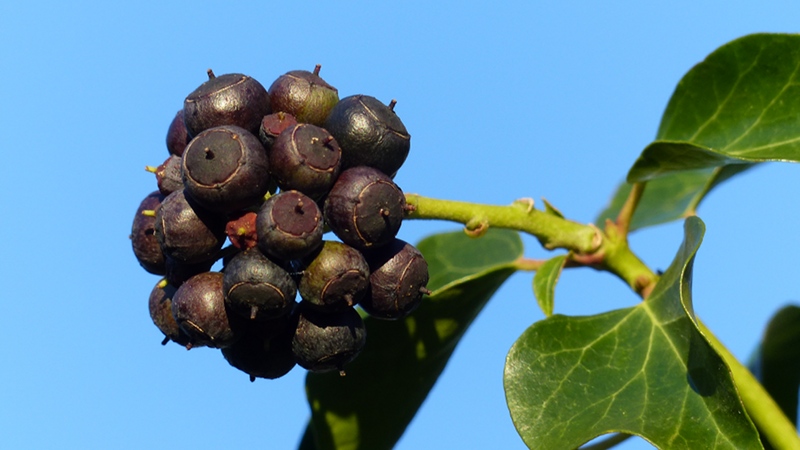 plant2.JPG