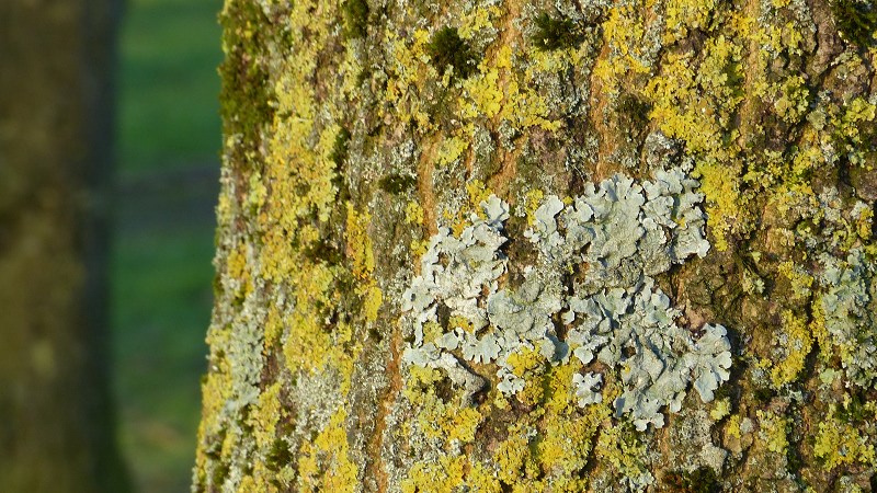 plant6.JPG