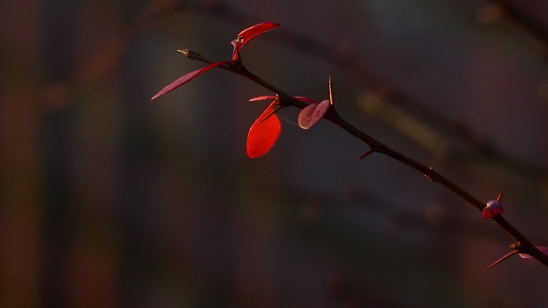 plant8.JPG