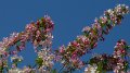blossom