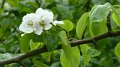 blossom2