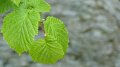 leaves
