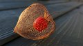 physalis2