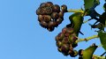 plant3
