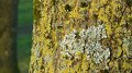 plant6
