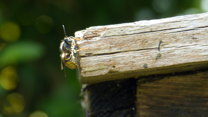 buzzingthing.JPG