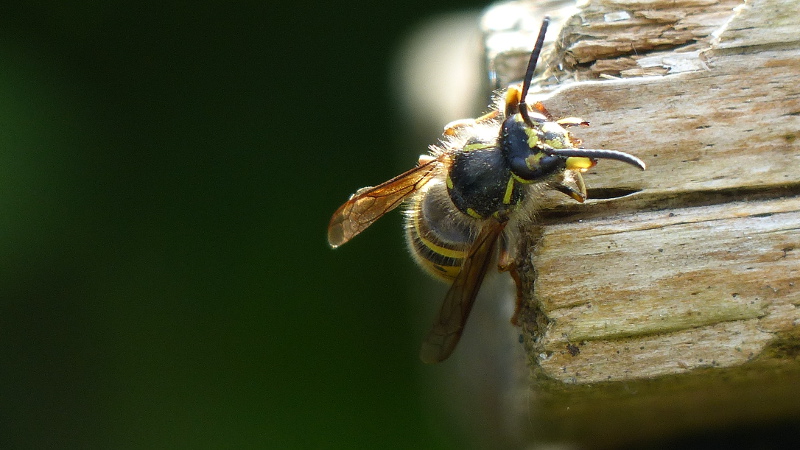 buzzingthing2.JPG