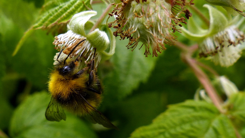 pollinate2.JPG