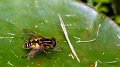 hoverfly