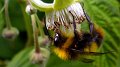 pollinate
