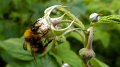 pollinate1