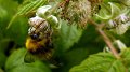 pollinate2