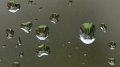 UpsideDownGarden