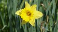 daff