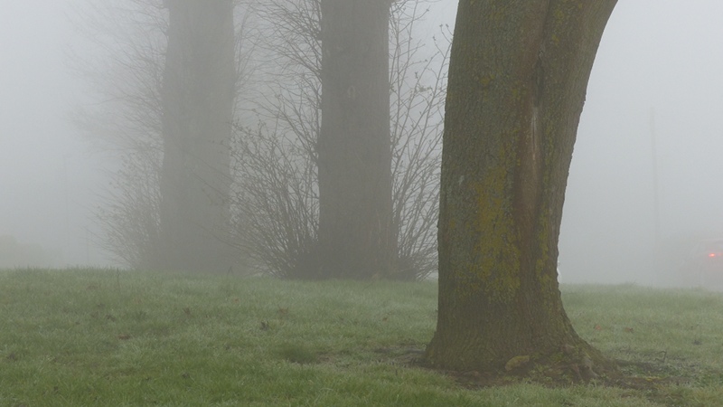 Fog3.JPG