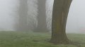 Fog3
