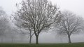fog1