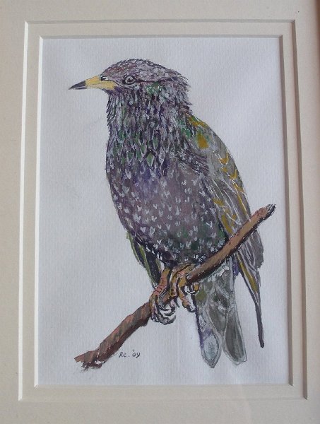 1.jpg - Starling