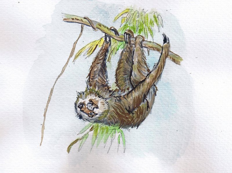 13.jpg - Sloth