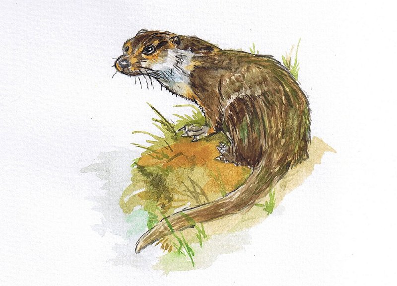 16.jpg - Otter