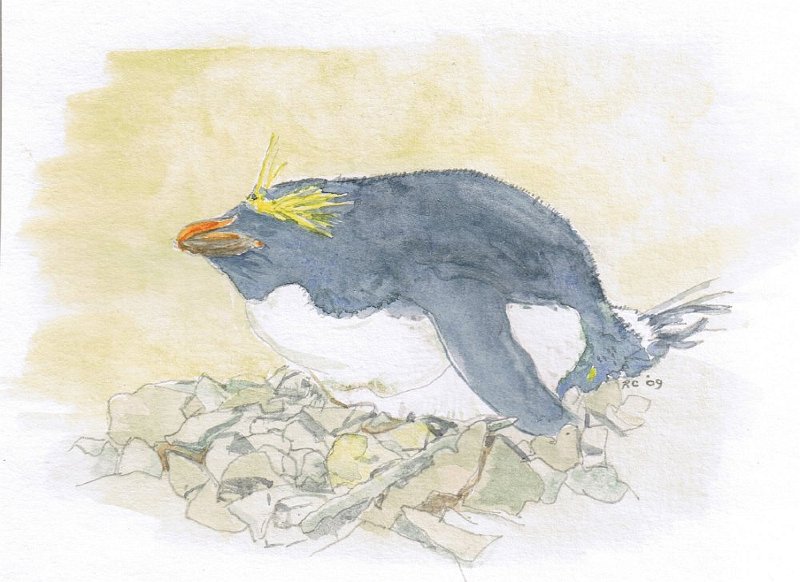 23.jpg - Macaroni Penguin
