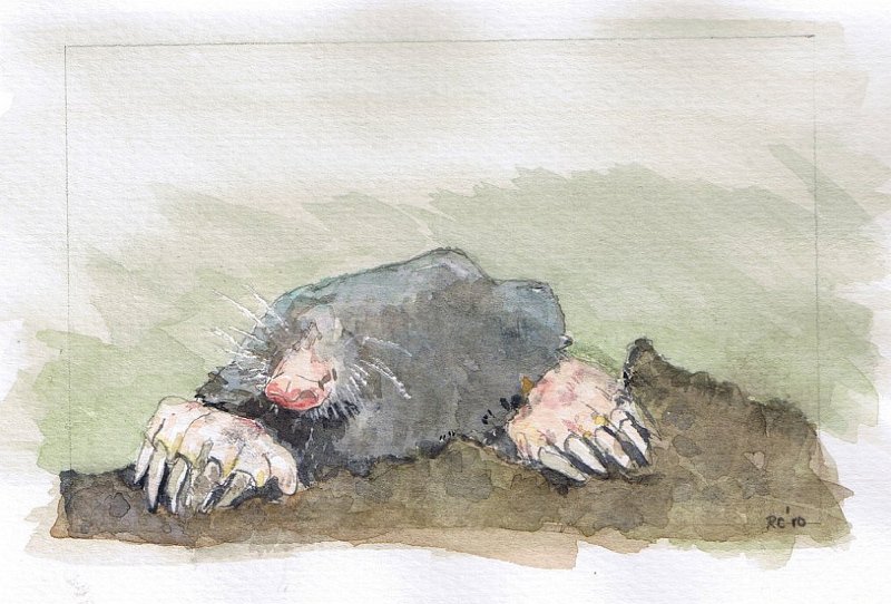 24.jpg - Moley