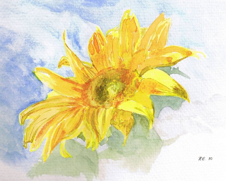 26.jpg - Sunflower